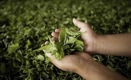 Najcenniejsze herbaty świata na aukcji w Hongkongu