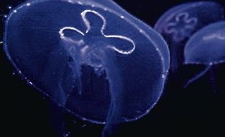 Meduzy pokonały technikę