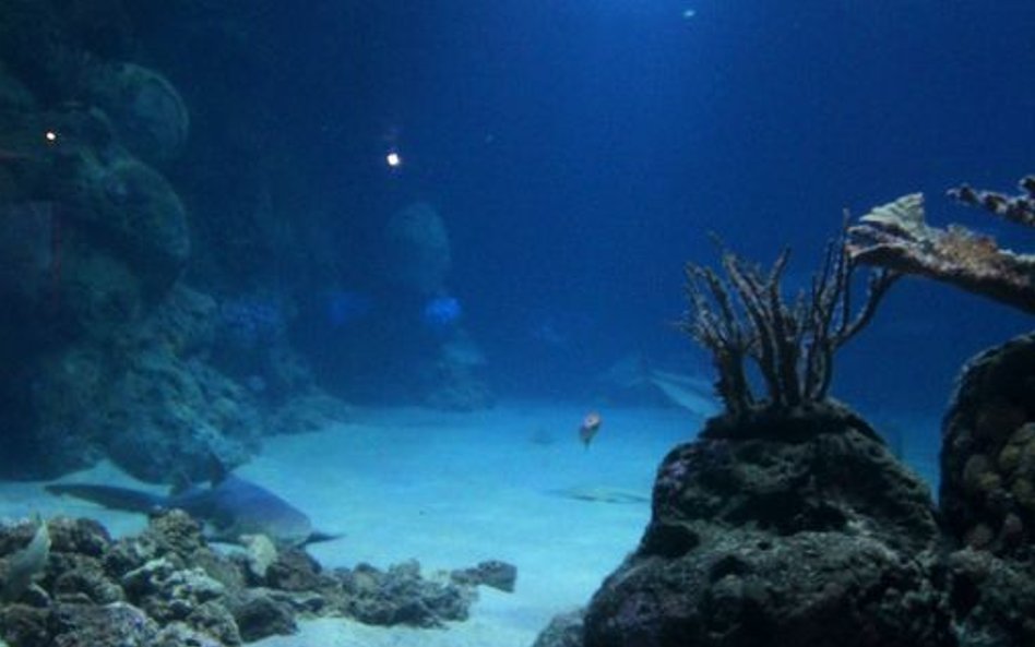 Oceanarium w Rotterdamie