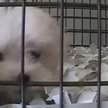 Ochotnicy badali, jaka jest druga strona idylli, jaką widzą kupujący w sklepach zoologicznych