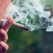 Legalna marihuana odmianą dla papierosów