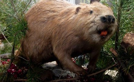Odszkodowania za szkodliwe działanie bobrów mogą sięgać nawet 15 mln zł rocznie