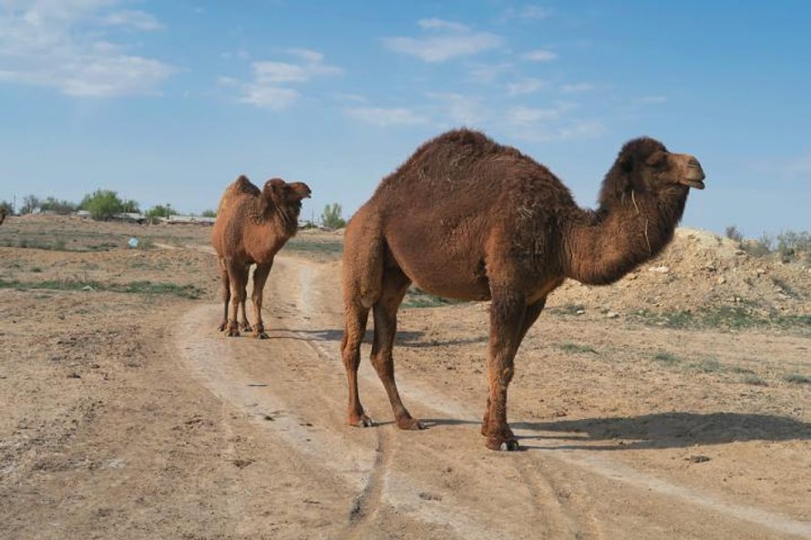 Wielbłądy w okolicy Komsomolska na pustyni Aral-kum, która jest zanieczyszczona pestycydami.