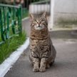 55-latek miał zginąć, gdy próbował strzelać do kota podkradającego mu króliki