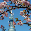 Agencja ratingowa Moody's Investors Service obniżyła perspektywę ratingu Japonii