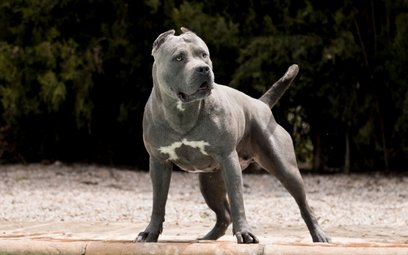 Psy rasy American bully zakazane w Wielkiej Brytanii - rp.pl