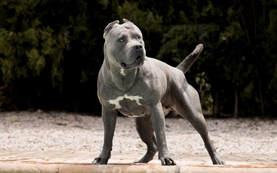 Przedstawiciel rasy American XL Bully