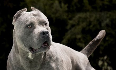 Przedstawiciel rasy American XL Bully