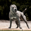 Przedstawiciel rasy American XL Bully