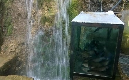 Przydrożne źródło i pstrągi