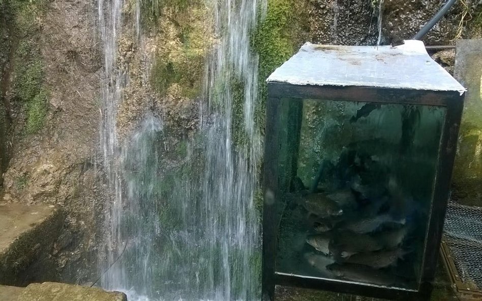 Przydrożne źródło i pstrągi