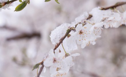 IMGW wydał ostrzeżenia przed przymrozkami dla niemal całego kraju