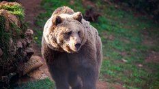 Pomnik Niedźwiedzia Wojtka ma stanąć u zbiegu ulic Andersa i Nowolipki