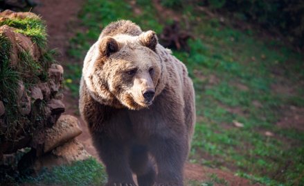 Pomnik Niedźwiedzia Wojtka ma stanąć u zbiegu ulic Andersa i Nowolipki
