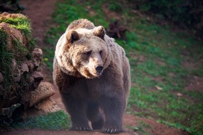 Pomnik Niedźwiedzia Wojtka ma stanąć u zbiegu ulic Andersa i Nowolipki