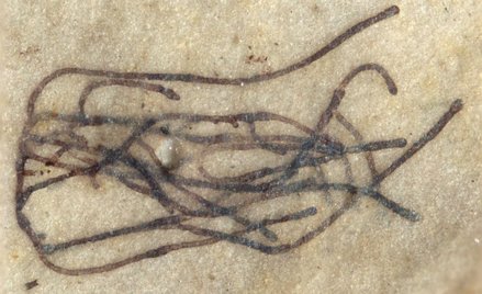 Naukowcy znaleźli najstarszą roślinę: Ma miliard lat