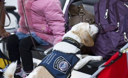 USA nie zakażą laptopów w samolotach