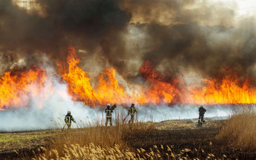 Skazany za podpalenie lasu w Czarnogórze Dawid Szydło ułaskawiony przez Andrzeja Dudę