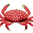Krab o oryginalnym wyglądzie