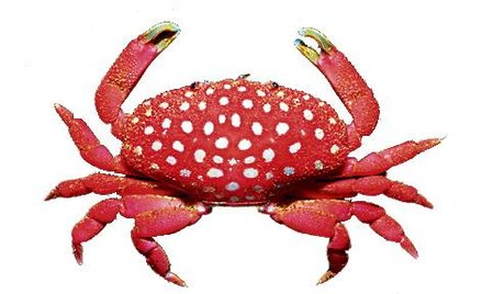 Krab o oryginalnym wyglądzie