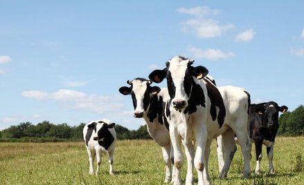 Mniej mięsa, lepszy klimat