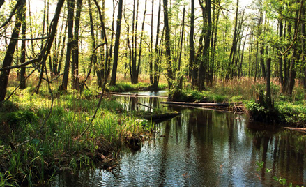 Puszcza Białowieska