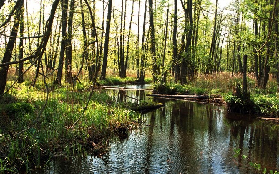 Puszcza Białowieska