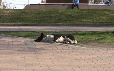 Rosja przed mundialem uśmierca bezpańskie psy