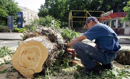 PIT: Umorzenie kary za wycinkę drzew nie powoduje powstania podatkowego przychodu dłużnika.
