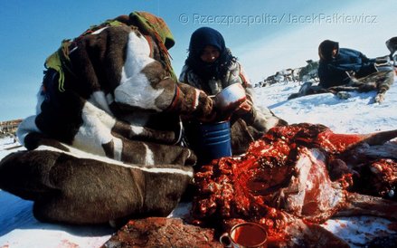 Świeża krew renifera jest przysmakiem Neńców