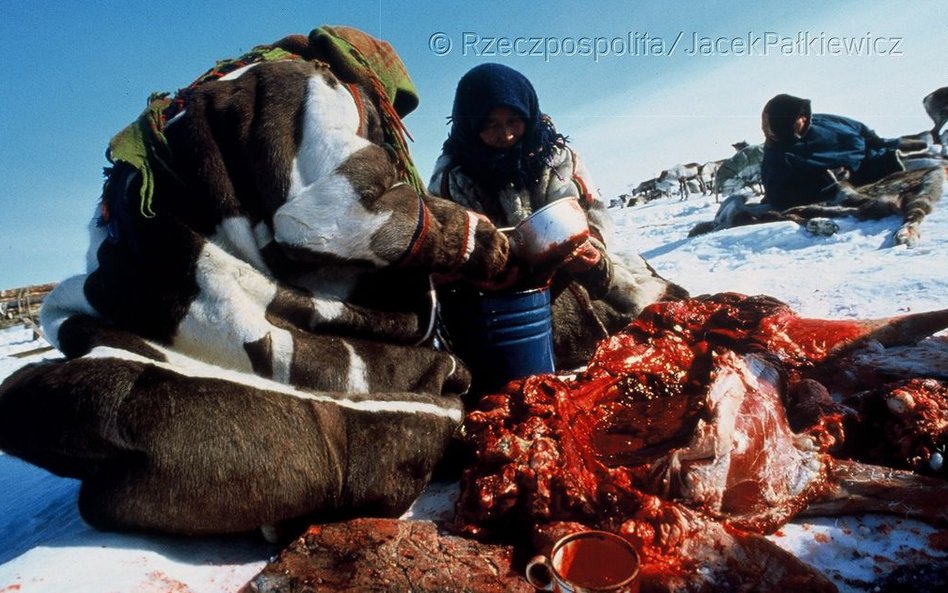 Świeża krew renifera jest przysmakiem Neńców