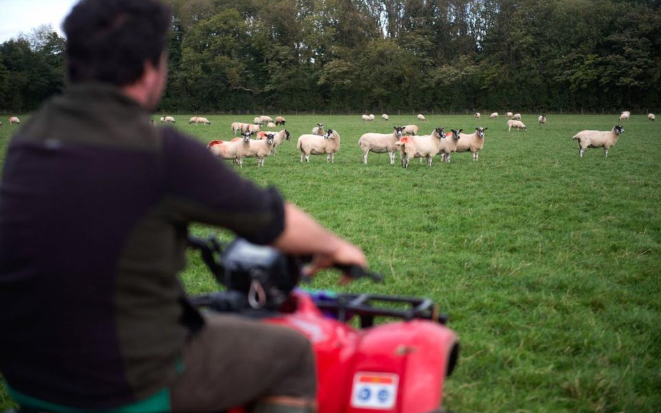 The Guardian: Brexit uderzy w farmerów