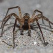 Zoropsis spinimana
