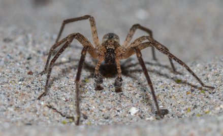 Zoropsis spinimana