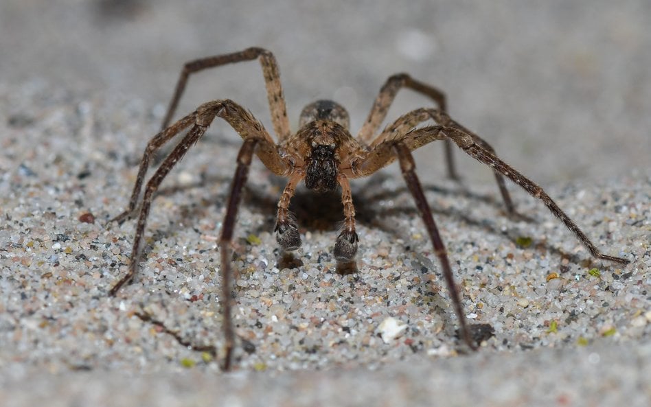 Zoropsis spinimana