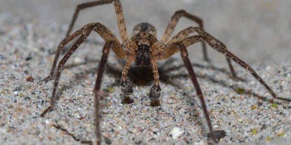 The venomous spider Nosferatu has taken over almost all of Germany. He reached the border with Poland