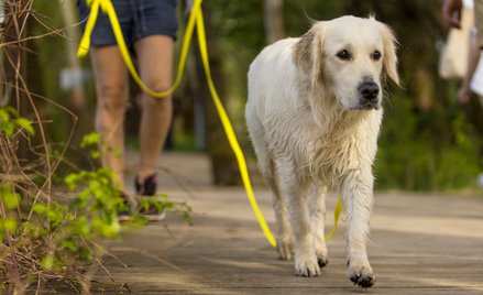 Takie objawy mogą świadczyć o bólu u psów. Łatwo je przeoczyć