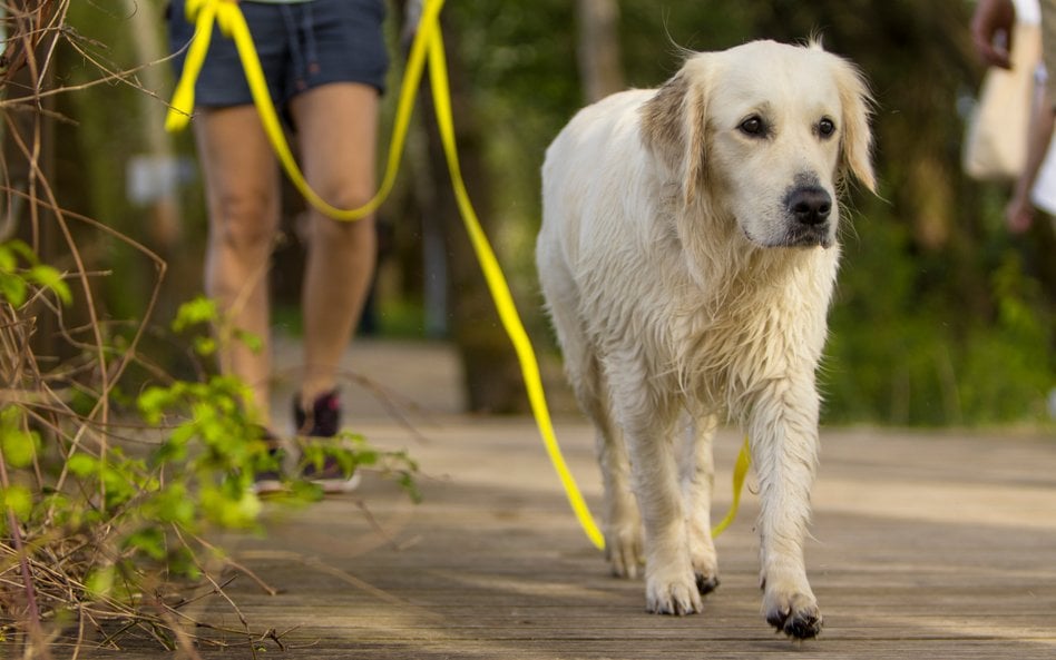Takie objawy mogą świadczyć o bólu u psów. Łatwo je przeoczyć