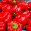 W papryce znajdziesz dużo witaminy C