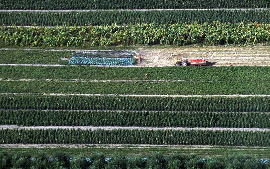 Rząd zamierza pozwolić na uprawę roślin genetycznie zmodyfikowanych (GMO)