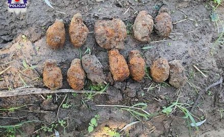 Mieszkanka gminy Zamość podczas spaceru znalazła trzy granaty z czasów wojny. Saperzy odnaleźli tam 