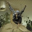 Szympans z warszawskiego zoo