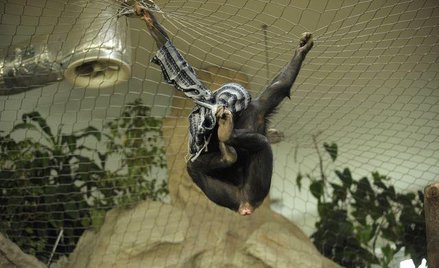 Szympans z warszawskiego zoo