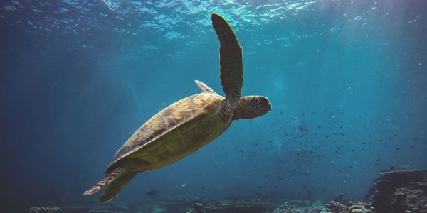 Experts Warn: Ocean Heatwaves Are Becoming a Dangerous New Normal