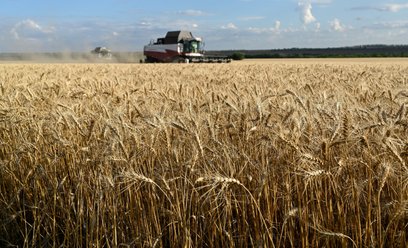 88 Kombajny zbierają pszenicę na polu w rejonie koszarskim w obwodzie rostowskim w Rosji