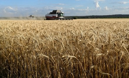 88 Kombajny zbierają pszenicę na polu w rejonie koszarskim w obwodzie rostowskim w Rosji