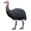 Mamutak