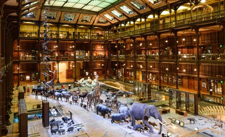 Wielka galeria ewolucji Narodowego Muzeum Historii Naturalnej w Paryżu