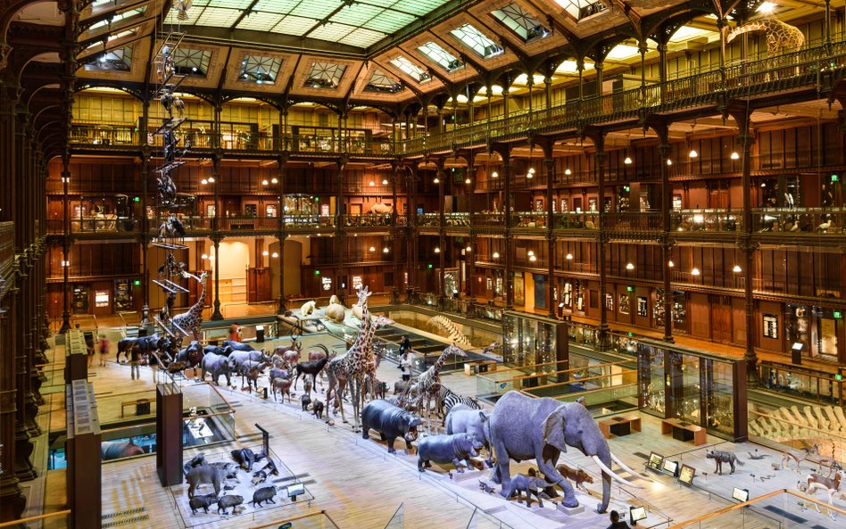 Wielka galeria ewolucji Narodowego Muzeum Historii Naturalnej w Paryżu