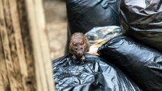 Gdańsk przeciw gryzoniom. Ruszyła kampania pod hasłem „Szczur ma nosa”